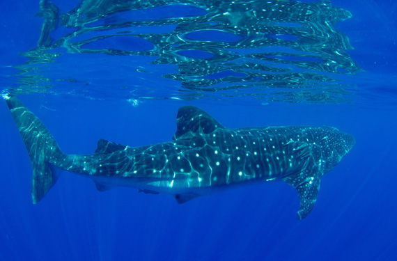 Shark under water
